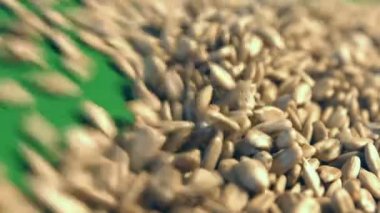 Yeşil bir arka plan üzerinde Ayçekirdeği kabuklu. 2 tekila. Yakın çekim. Yatay pan. 1. ayçiçek haddeleme aşağı (soldan sağa) yeşil bir arka plan üzerinde tohum ve uzay frame.2 doldurur. Yavaş yatay (soldan sağa) pan.