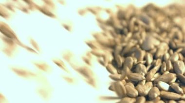 Beyaz bir arka plan üzerinde kabuklu ayçiçeği çekirdeği. 2 tekila. Yakın çekim. Dikey pan. 1. ayçiçek haddeleme aşağı (soldan sağa) beyaz bir arka plan üzerinde tohum ve uzay frame.2 doldurur. Dikey (yukarıdan aşağıya) yavaş pan.