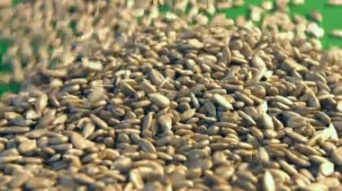 Yeşil bir arka plan üzerinde Ayçekirdeği kabuklu. 2 tekila. Yakın çekim. 1. ayçiçek haddeleme aşağı yeşil bir arka plan üzerinde tohum ve uzay frame.2 doldurur. Yatay (sağdan sola) yavaş pan.