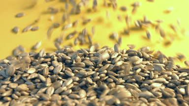 Kabuklu Ayçekirdeği sarı bir arka plan üzerinde. 2 tekila. Yakın çekim. 1. ayçiçek haddeleme aşağı sarı bir arka plan üzerinde tohum ve uzay frame.2 doldurur. Dikey (aşağıdan yukarıya) yavaş pan.