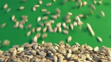 Yeşil bir arka plan üzerinde Ayçekirdeği kabuklu. 2 tekila. Yakın çekim. 1. Ayçekirdeği aşağı üzerinde yeşil bir background.2 inişli çıkışlı. Yavaş yatay (soldan sağa) pan.