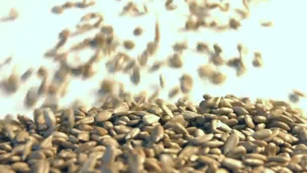 Оболочки Семян Подсолнечника Белом Фоне Два Выстрела Крупный План Семена — стоковое видео