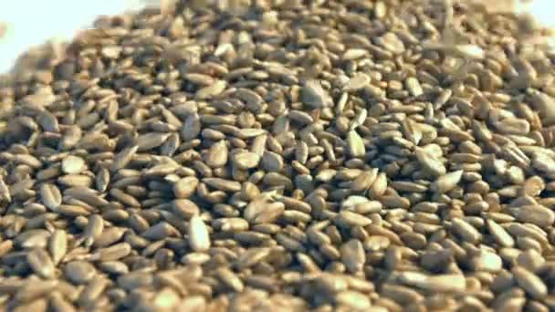 Shelled Sunflower Seeds White Background Shots Close Sunflower Seeds Rolling — Stock Video