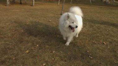 Samoyed köpek parkta yürüyüş vardır. Ağır çekim. Kamera hareketli. Samoyed Laika çim yürüyor. Dişlerini bir sopa ile başka bir samoyed onun çalışır.