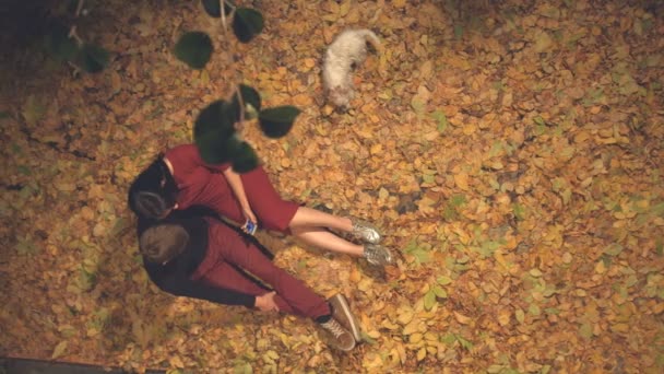 犬と若いカップルが黄色の葉の間で自分自身を撮影します スローモーション 平面図です Evening 男と少女は 黄色の葉の間で座っています 彼らは スマート フォンで自分の写真を撮る 犬を横に果たしています — ストック動画