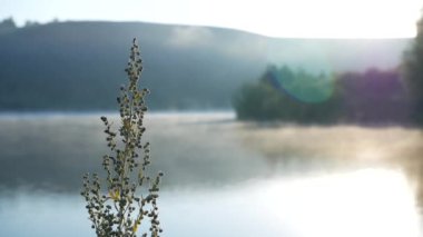 Sis su üzerine yayılır. Odak bitki su taşır. Sis Nehri üzerinde orman arka plan üzerinde gezinen.