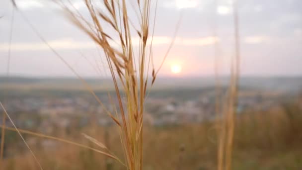 太阳通过植物干燥的穗状花序发光 太阳背景下的干耳朵 — 图库视频影像