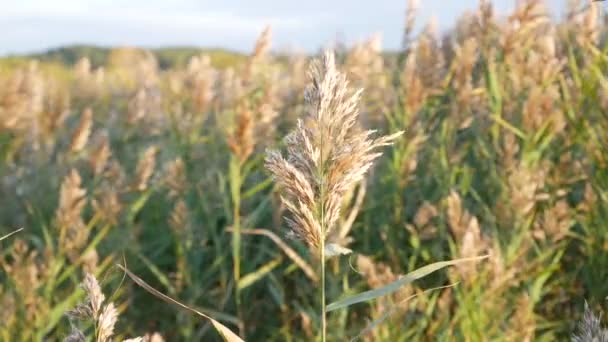 Riet Shorewind Slagen Riet Mager Sterk Onder Zijn Macht — Stockvideo