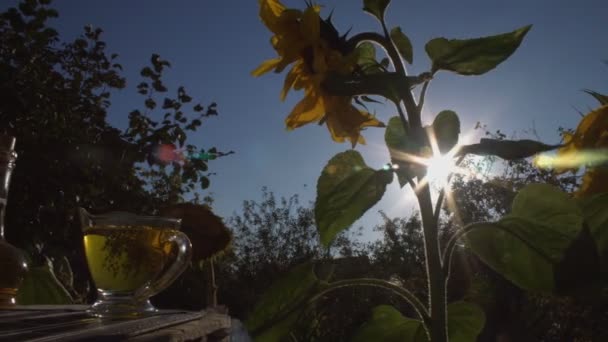向日葵油和向日葵 向日葵油的背景是向日葵和太阳 太阳的光线穿过石油的溪流 雄马的手把油倒进狂欢节里 阳光强 — 图库视频影像