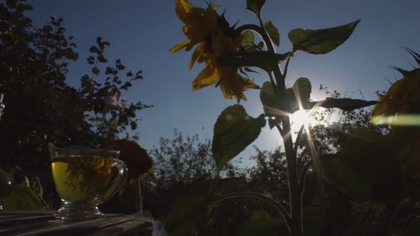 Aceite Girasol Flores Sol Aceite Girasol Sobre Fondo Girasoles Sol — Vídeo de stock