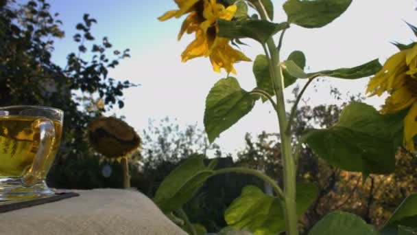 Sonnenblumenöl Und Sonnenblumenöl Auf Dem Hintergrund Von Sonnenblumen Und Sonne — Stockvideo