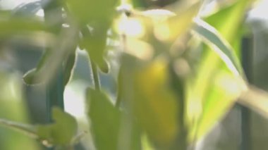 Soya bahçede büyüyen. Soya bahçede büyür. Soya pod şube bekle. Güneş ışınları ile soya pod geçmek. Yaprakları Rüzgar tarafından hareket ediyor. Dikey (aşağıdan yukarıya) pan. 