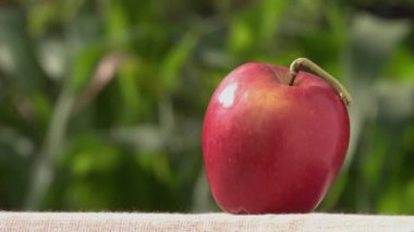 Caterpillar elma. Tırtıl elma tırmandı ve bir sopa üzerinde düzenlenen. Arka plan üzerinde yeşil çim olduğunu. aterpillar hamle.