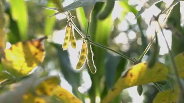 庭で大豆を栽培します 大豆は 庭で育ちます ダイズ莢は枝にしがみつきます 太陽の光は ダイズ莢を通過します 風が吹くと黄色の葉鞘が動いています 右左から から水平パン — ストック動画