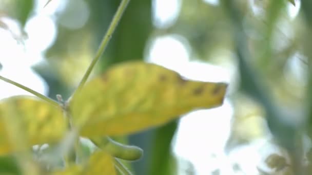 在花园里种植大豆 大豆生长在花园里 豆荚挂在树枝上 农夫的手轻轻地触摸着胎儿 从右到左 平底锅 黄叶和豆荚 — 图库视频影像