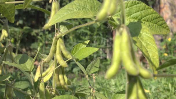在花园里种植大豆 大豆生长在花园里 豆荚挂在树枝上 焦点从后面的视图转移到第一个视图 树叶在风中移动 — 图库视频影像