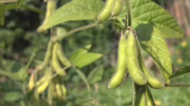 Anbau Von Soja Garten Soja Wächst Garten Sojabohnen Hängen Zweigen — Stockvideo