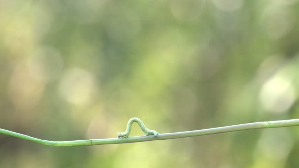 Caterpillar Tallo Verde Aterpillar Arrastra Tallo Verde Fondo Está Hierba — Vídeo de stock