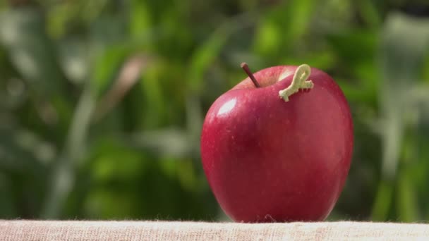 Caterpillar Apple Aterpillar Está Tentando Ficar Maçã Fundo Está Relva — Vídeo de Stock
