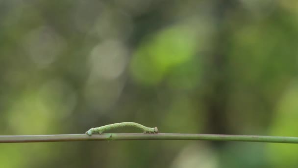 Κάμπια Πράσινο Stalk Aterpillar Σέρνεται Στο Πράσινο Μίσχο Στο Φόντο — Αρχείο Βίντεο