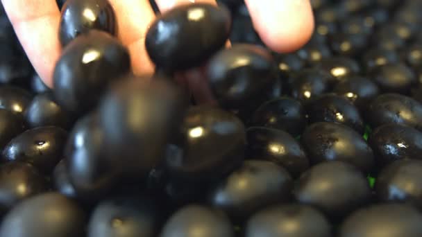 Des Olives Noires Coups Feu Mouvement Lent Gros Plan Paume — Video