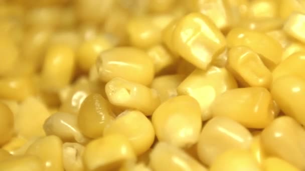 Canned Corn Kernels Shots Slow Motion Canned Corn Kernels Fall — Stock Video