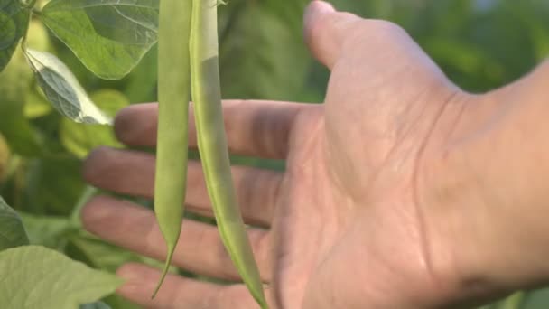 Frijoles Que Crecen Jardín Grandes Vainas Verdes Frijoles Cuelgan Las — Vídeos de Stock