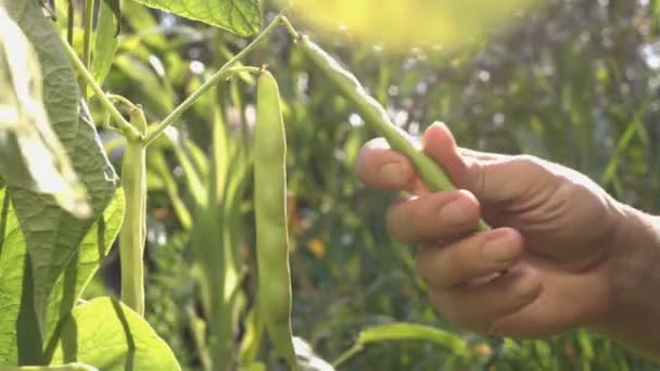 在花园里生长的豆子 在阳光照射下 花园里的树枝上挂着绿色的大豆荚 男农民的手轻轻地触摸绿豆豆荚 无处不在的植物 — 图库视频影像