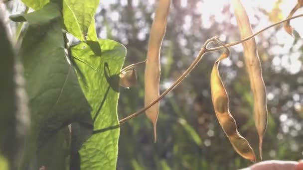 Haricots Poussant Dans Jardin Gousses Jaunes Sèches Haricots Accrochés Sur — Video