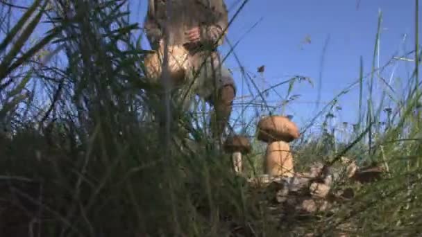 阳光下的森林里的蘑菇 白蘑菇生长在森林中的绿草中 蘑菇采摘者发现蘑菇 用刀把它们砍掉 放在篮子和树叶里 森林小径上的秋天天气 — 图库视频影像