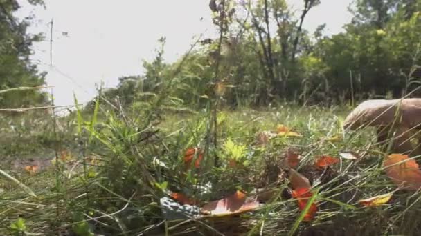 阳光下的森林里的蘑菇 白蘑菇生长在干燥的树叶和绿草之间的森林中 森林小径上的秋天天气 — 图库视频影像