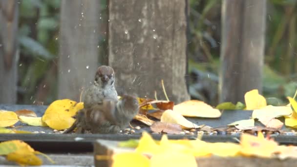 Two Sparrows Bathing One Sparrow Bathes Puddle Another Stands Nearby — Stock Video