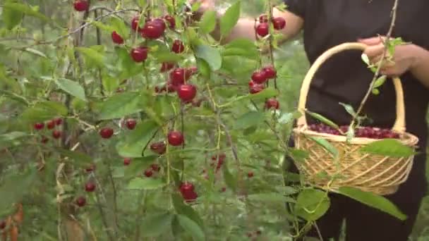 Growing Cherry Picking Cherry Young Woman Plucks Cherries Put Her — Stock Video