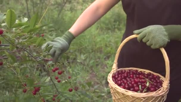 Cseresznye Betakarítás Növekvő Cseresznye Fiatal Pengetős Cseresznye Tedd Kosárba Egyenletes — Stock videók