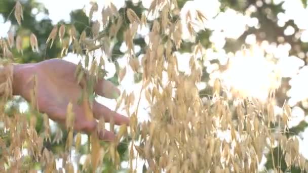日光の光の中でオート麦を育てる スローモーション 女性の手はオート麦の粒に触れる 右から左 — ストック動画