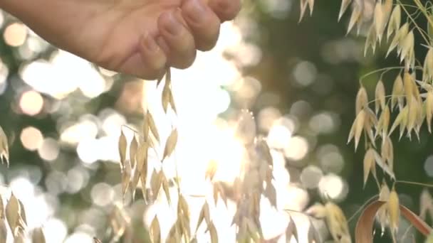日光の光の中でオート麦を育てる スローモーション 女性の手はオート麦の粒に触れる クローズ アップ 成長するオート麦に沿ったカメラの滑らかな動き 左から右へ — ストック動画