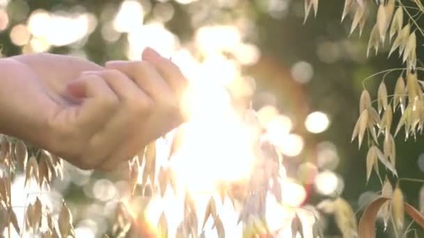 햇빛의 광선에서 슬로우 여성의 알갱이를 만진다 클로즈업 성장하는 귀리를 카메라의 — 비디오