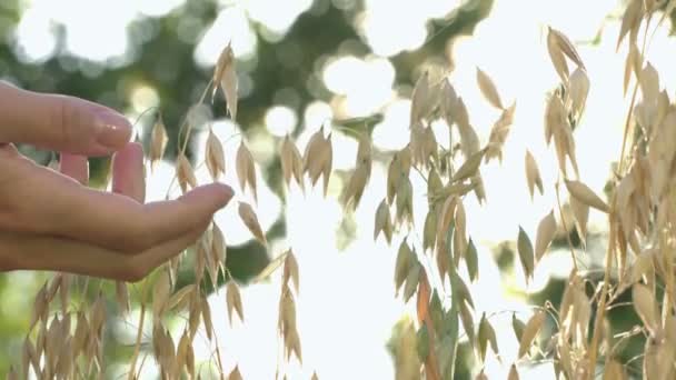 Aveia Crescimento Movimento Lento Uma Mão Feminina Toca Grãos Aveia — Vídeo de Stock