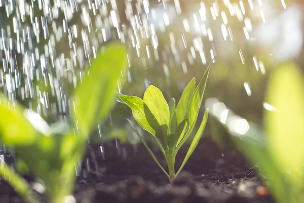 Growing spinach. Watering spinach on a sunny day.