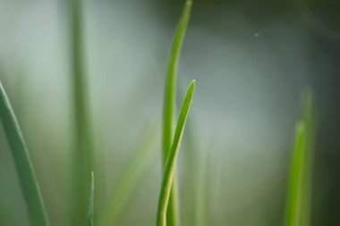 Yeşil soğan yetiştiriyorlar. Bulanık bir arkaplanda yeşil soğan yaprağının tepesine yakın çekim.