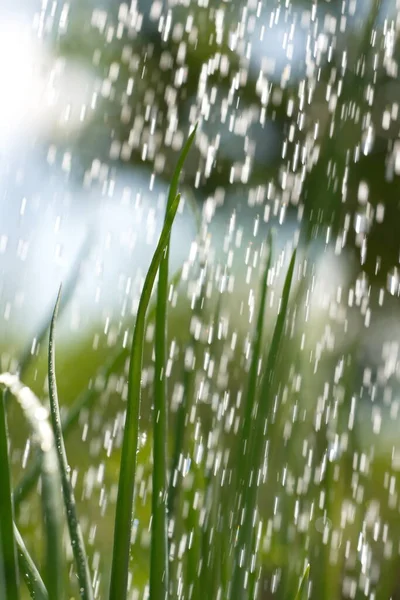 Yeşil soğan yetiştiriyorlar. Yeşil soğan suluyorum. Yakın plan..