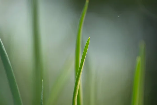 Yeşil soğan yetiştiriyorlar. Bulanık bir arkaplanda yeşil soğan yaprağının tepesine yakın çekim.