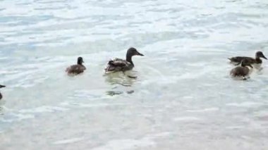 Ördekler suda birlikte yüzerler. Ördek ailesi su üstünde ve yiyecek arıyorlar..