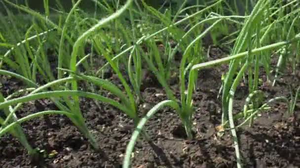 緑のタマネギの栽培 開けた地面で成長する緑のタマネギの列 背景がぼやけている緑色のタマネギの葉の上のクローズアップ フォーカスイン フォーカスアウト — ストック動画