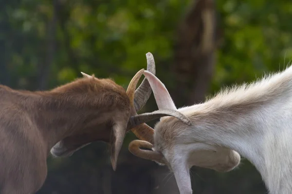 Keçiler doğada. İki keçi kavga eder. Yakın planda boynuzlar.