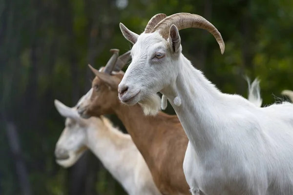 Ziegen Der Natur Profil Porträt Von Drei Ziegen — Stockfoto