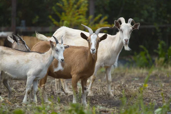 Cabras Naturaleza Tres Cabras Están Paradas Una Lado Otra — Foto de Stock