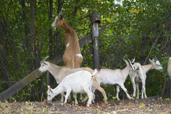 Ziegen Der Natur Ziegen Fressen Junge Triebe Von Bäumen Einer — Stockfoto