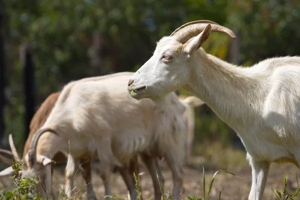 Cabras Naturaleza Cabra Está Comiendo Hierba —  Fotos de Stock