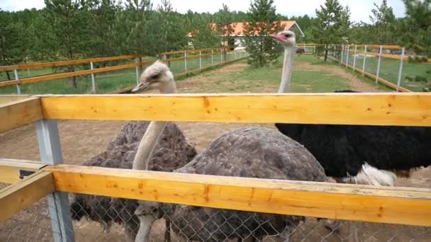 Struisvogelpen Drie Struisvogels Kijken Uit Van Achter Een Bord Blokkeert — Stockvideo